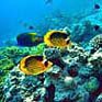 Unterwasserwelt in Makadi Bay