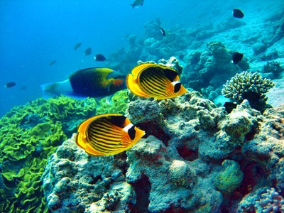 Makadi Bay - tauchen im roten Meer