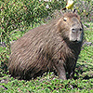 Wasserschwein im Esteros del Iber