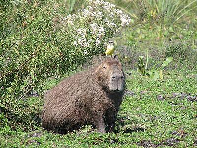 Esteros del Ibera - Wasserschwein