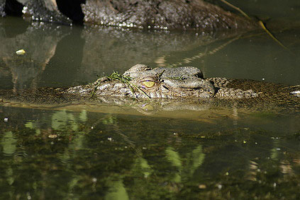 Krokodil, Kakadu Nationalpark