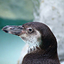 Sydney Harbour Nationalpark, Zwergpinguin