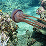 Komoren: Unterwasserwelt