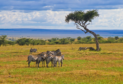 Sehenswürdigkeiten in Kenia - Naturschutzgebiet Massai Mara