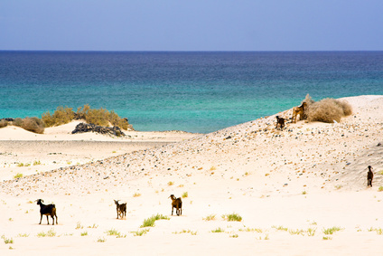 Fuerteventura