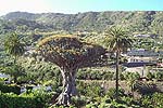 Ältester Drachenbaum der Welt