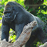 Loro Parque auf Teneriffa