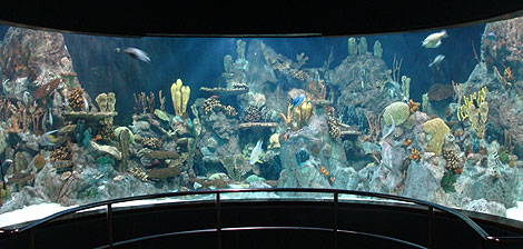 Salzwasser Aquarium - Loro Park