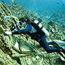 Great Barrier Reef: Tauchen
